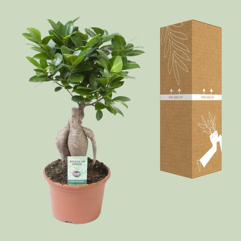 Ficus Ginseng mit 35 cm Höhe, sicher im Karton für den Versand verpackt