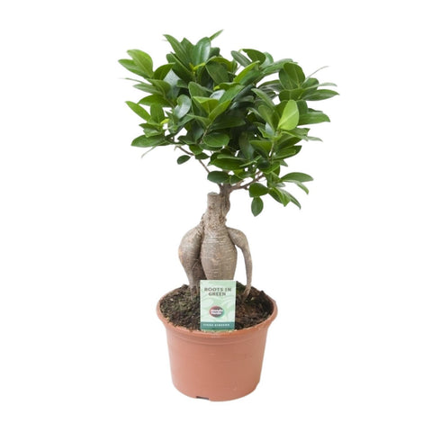 Ficus Ginseng mit 35 cm Höhe in einem modernen Topf, mit charakteristischem verdicktem Stamm