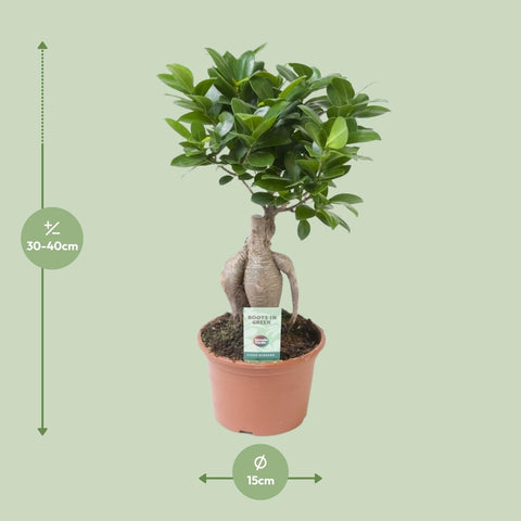 Ficus Ginseng mit 35 cm Höhe, die genauen Pflanzenmaße sind auf dem Bild dargestellt