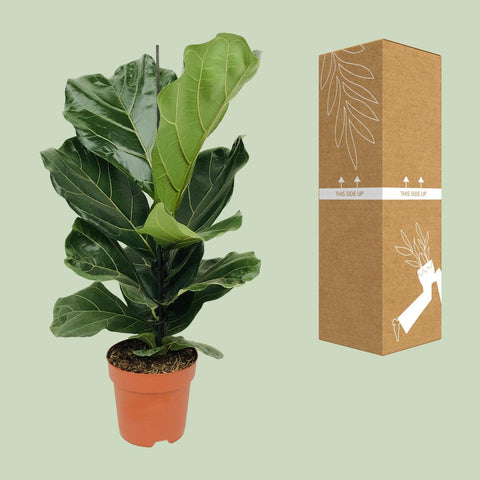 Ficus Lyrata mit 75 cm Höhe, sicher im Karton für den Versand verpackt