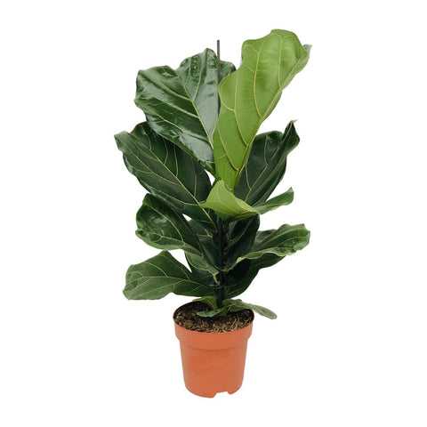 Ficus Lyrata mit 75 cm Höhe in einem modernen Topf, mit großen, geäderten Blättern