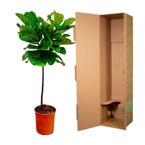 Geigenfeige (Ficus Lyrata) mit 130 cm Höhe, sicher im Karton für den Versand verpackt