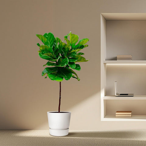 Geigenfeige (Ficus Lyrata) mit 130 cm Höhe, dekorativ in einem modernen Wohnraum arrangiert