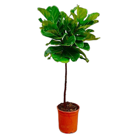 Geigenfeige (Ficus Lyrata) mit 130 cm Höhe in einem modernen Topf, mit großen, geäderten Blättern