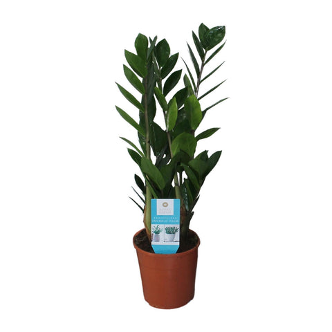 Glücksfeder (Zamioculcas zamiifolia) mit 55 cm Höhe in einem modernen Topf, ideal für Innenräume