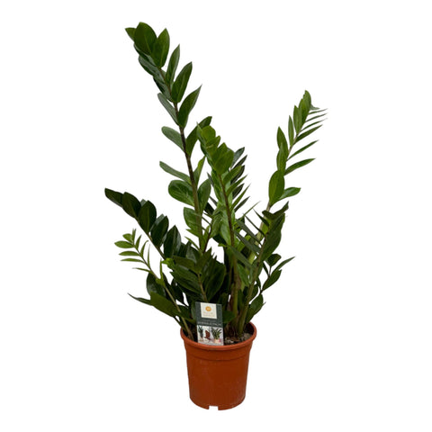 Glücksfeder (Zamioculcas zamiifolia) mit 75 cm Höhe in einem Ø17 cm Topf, ideal als Zimmerpflanze