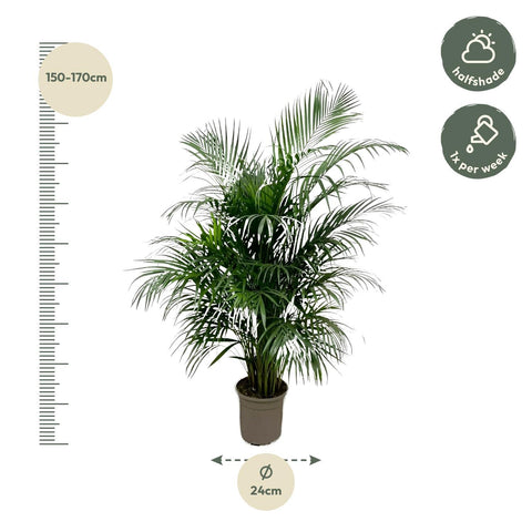 Goldfruchtpalme (Areca Palme) mit 160 cm Höhe, die genauen Pflanzenmaße sind auf dem Bild dargestellt