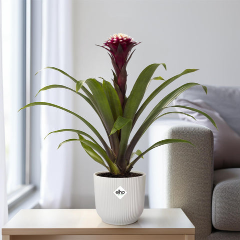 Guzmania Fransesca mit 45 cm Höhe, dekorativ auf einem Tisch arrangiert