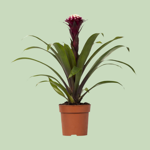 Guzmania Fransesca mit 45 cm Höhe in einem Topf, mit leuchtend roten Blüten und grünen Blättern