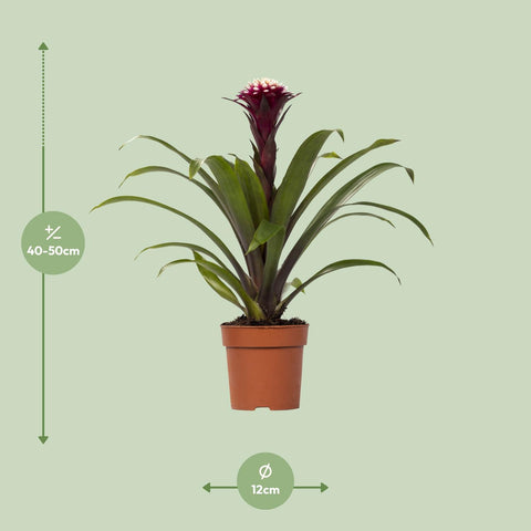 Guzmania Fransesca mit 45 cm Höhe, die genauen Pflanzenmaße sind auf dem Bild dargestellt