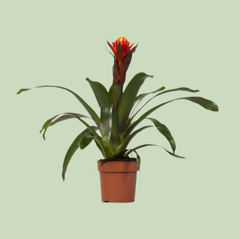 Guzmania Happiness mit 45 cm Höhe in einem Topf, mit leuchtend gelben Blüten und grünen Blättern