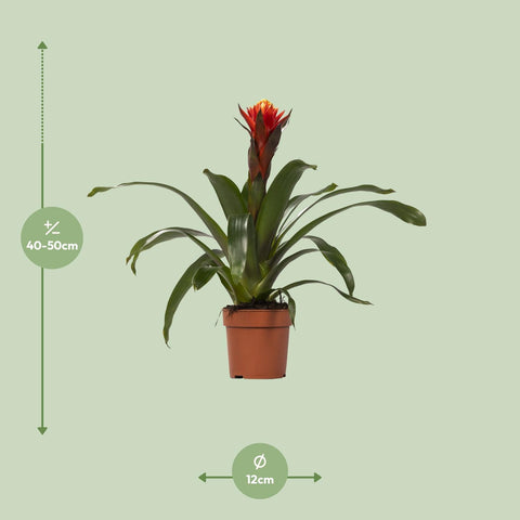 Guzmania Happiness mit 45 cm Höhe, die genauen Pflanzenmaße sind auf dem Bild dargestellt