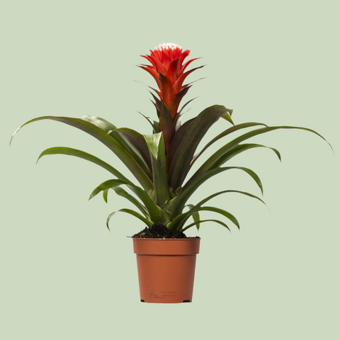 Guzmania 'Hope' mit 45 cm Höhe in einem Topf, mit leuchtend pinken Blüten und grünen Blättern