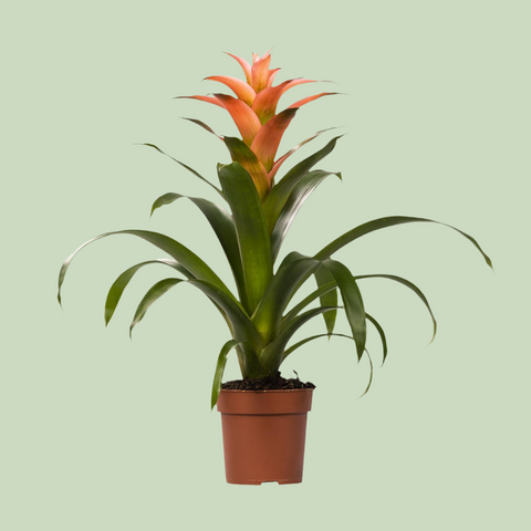 Guzmania Melissa mit 45 cm Höhe in einem Topf, mit leuchtend orangefarbenen Blüten und grünen Blättern