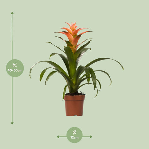 Guzmania Melissa mit 45 cm Höhe, die genauen Pflanzenmaße sind auf dem Bild dargestellt