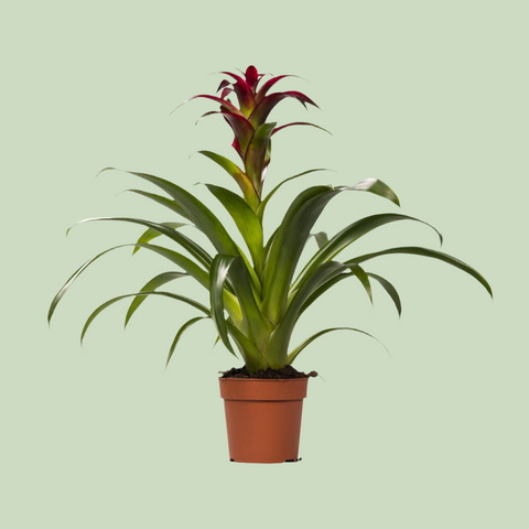 Guzmania Nextara mit 50 cm Höhe in einem Topf, mit leuchtend roten Blüten und grünen Blättern