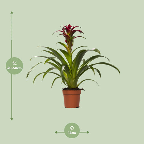 Guzmania Nextara mit 50 cm Höhe, die genauen Pflanzenmaße sind auf dem Bild dargestellt