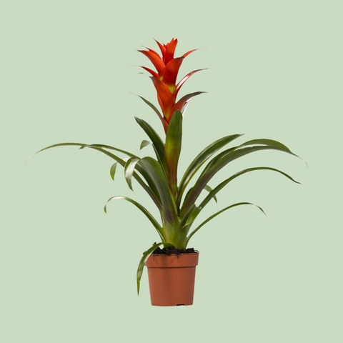 Guzmania Ostara mit 45 cm Höhe in einem Topf, mit leuchtend orangefarbenen Blüten und grünen Blättern