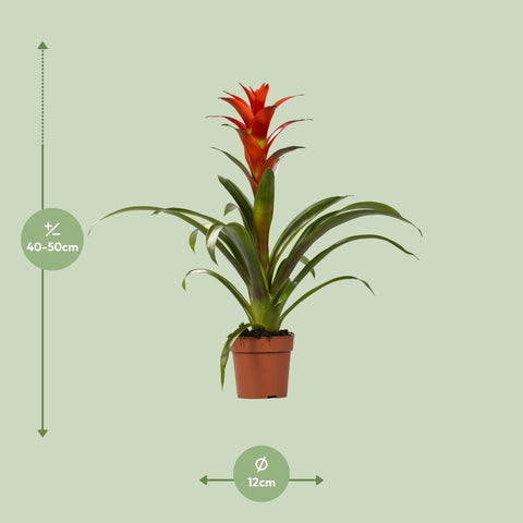 Guzmania Ostara mit 45 cm Höhe, die genauen Pflanzenmaße sind auf dem Bild dargestellt