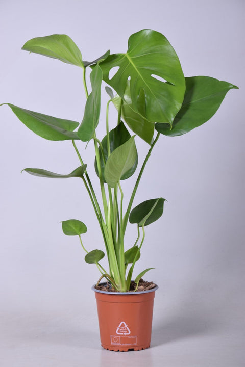 Monstera Deliciosa mit 55 cm Höhe in einem Topf, mit großen, grünen Blättern