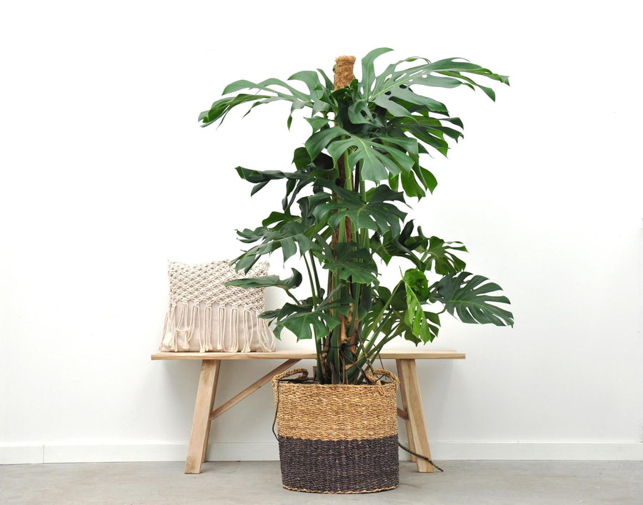 Monstera deliciosa als pflegeleichte tropische Zimmerpflanze