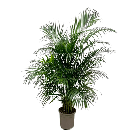 Nahaufnahme der feinen, grünen Palmwedel der Goldfruchtpalme (Areca Palme) mit 160 cm Höhe