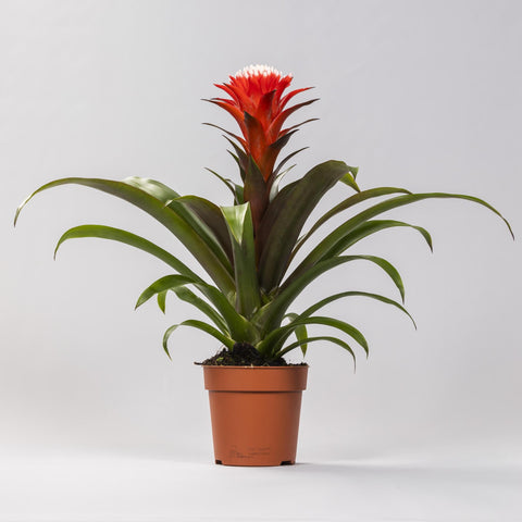 Nahaufnahme der leuchtend pinken Blüten der Guzmania 'Hope' mit 45 cm Höhe