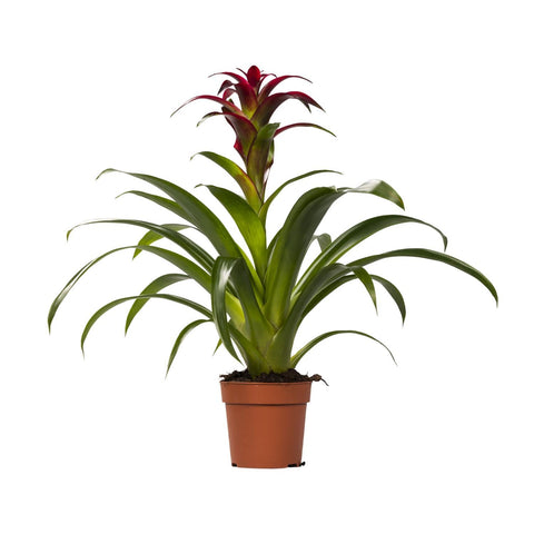 Nahaufnahme der leuchtend roten Blüten der Guzmania Nextara mit 50 cm Höhe