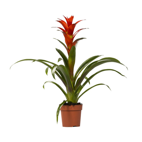 Nahaufnahme der leuchtend orangefarbenen Blüten der Guzmania Ostara mit 45 cm Höhe