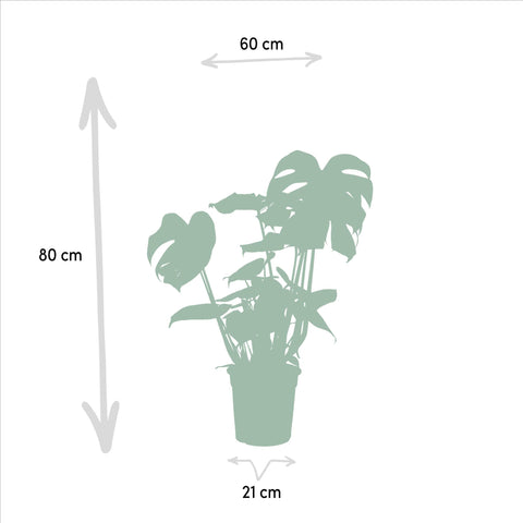 Pflanzenset, Monstera Deliciosa, die 80 cm hoch sind, inklusive Pflanzenmaße