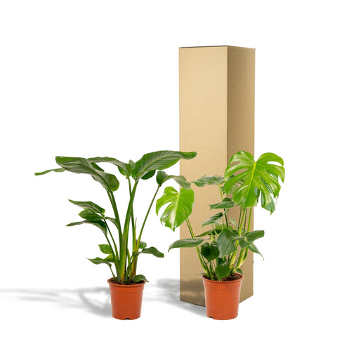 Pflanzenset: Strelitzia Nicolai und Monstera Deliciosa, 75-85 cm Höhe, sicher im Karton verpackt für den Versand