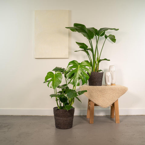 „Pflanzenset: Strelitzia Nicolai und Monstera Deliciosa, jeweils 75-85 cm Höhe, dekorativ in einem modernen Wohnraum platziert