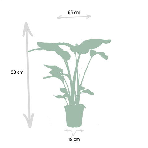 Pflanzenset mit Strelitzia Nicolai 85 cm hoch sind, inklusive Pflanzenmaße