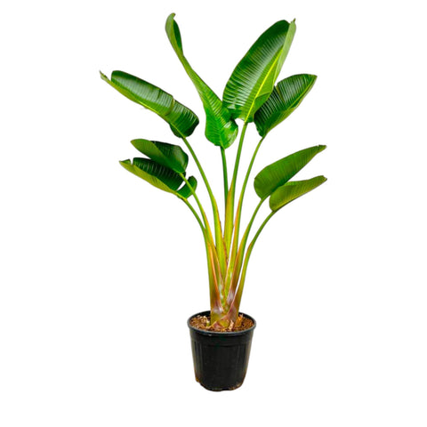 Strelitzia Augusta 160cm - Exotische Zimmerpflanze kaufen bei PlantMyHome