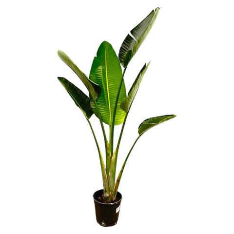 Strelitzia Augusta 180cm - Exotische Zimmerpflanze kaufen bei PlantMyHome