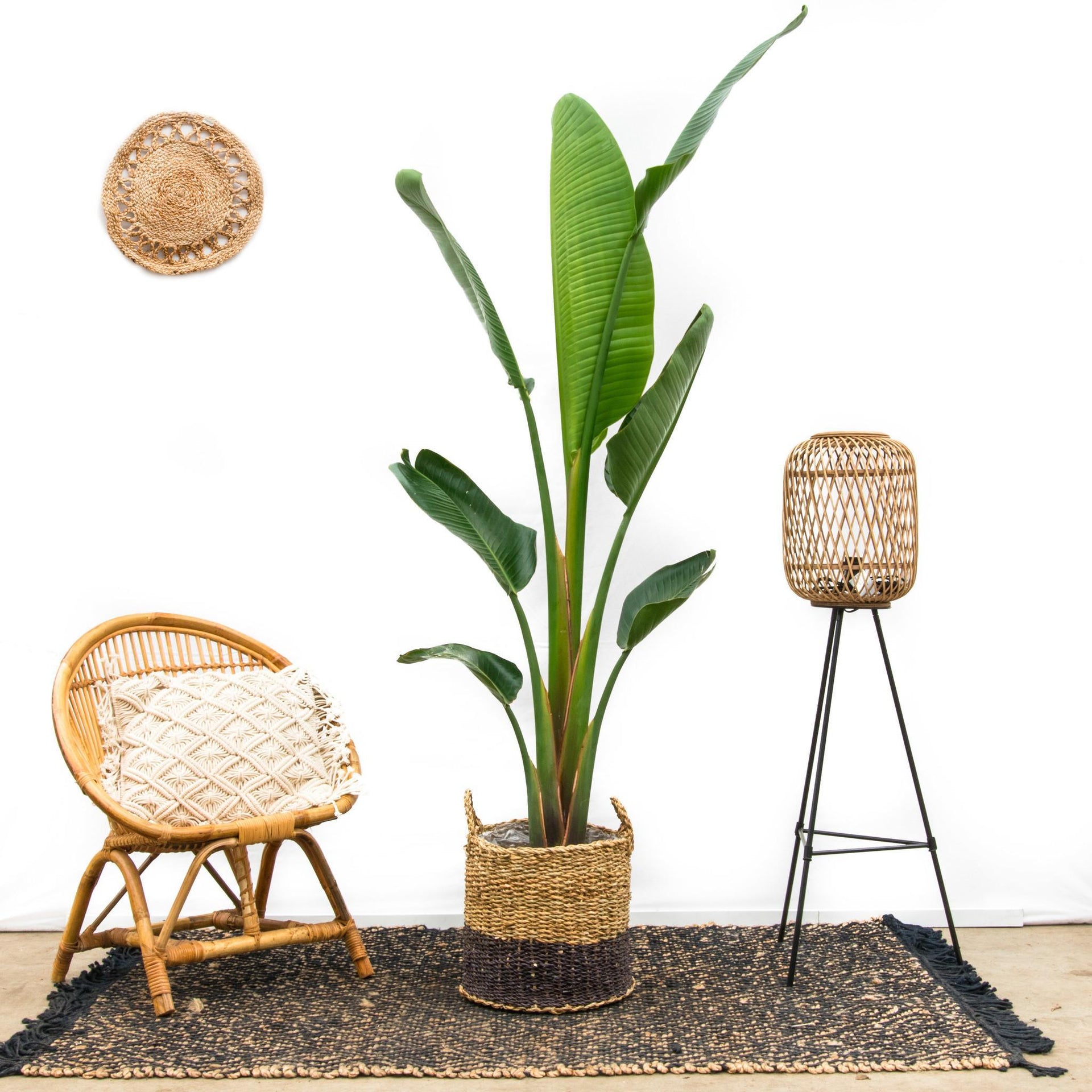 Strelitzia Augusta XL 210cm - Elegante Zimmerpflanze online kaufen