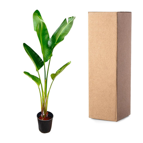 Strelitzia Augusta XL mit 210 cm Höhe sicher im Karton verpackt für den Versand