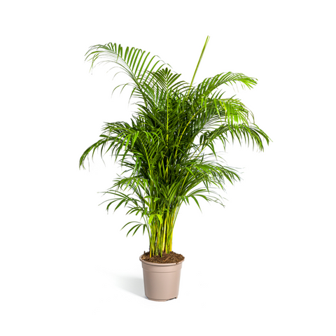 Goldfruchtpalme (Areca Palme) ↕160cm - Ø27cm