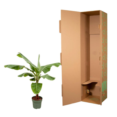 Bananenpflanze (Musa) - 200cm