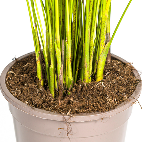 Goldfruchtpalme (Areca Palme) ↕90cm - Ø19cm