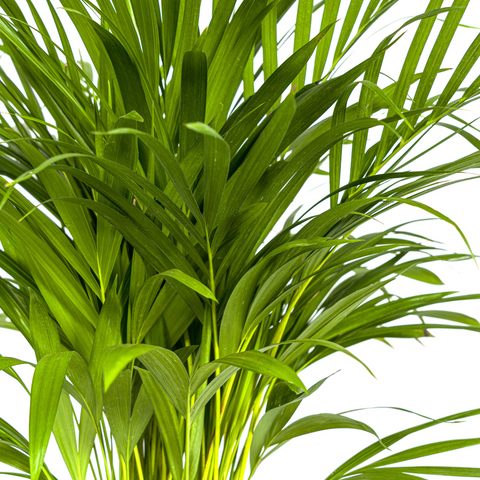 Goldfruchtpalme (Areca Palme) ↕90cm - Ø19cm