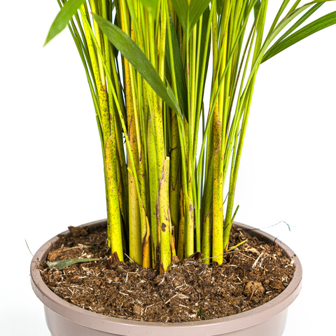 Goldfruchtpalme (Areca Palme) ↕130cm - Ø24cm