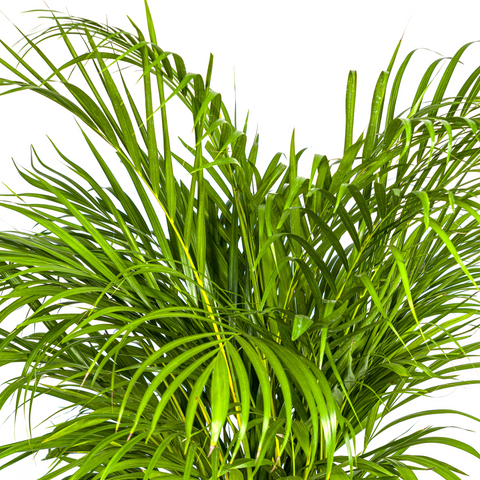 Goldfruchtpalme (Areca Palme) ↕130cm - Ø24cm