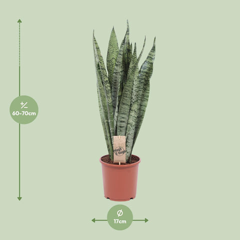 Sansevieria Zeylanica - 60cm