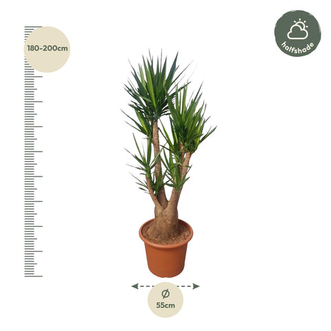 Yucca Elephantipes Branched | 190cm