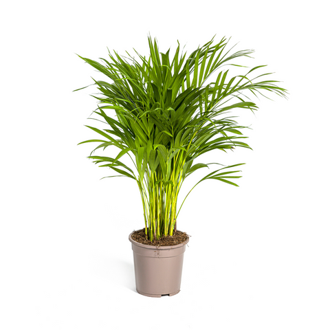 Goldfruchtpalme (Areca Palme) ↕90cm - Ø19cm
