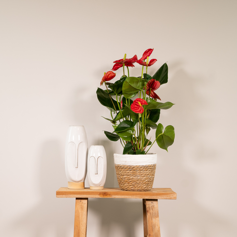 Anthurium Red | 55cm