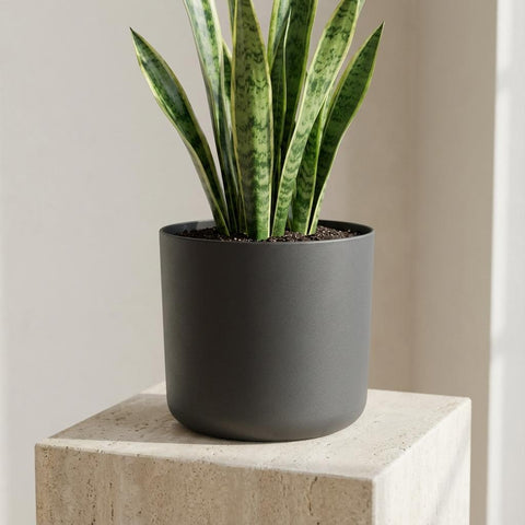 B.for soft anthrazit - 16cm | Elho