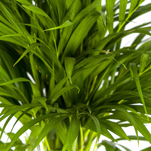 Goldfruchtpalme (Areca Palme) ↕90cm - Ø19cm