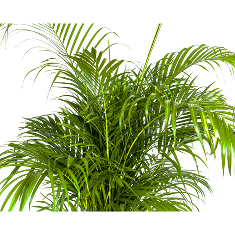 Goldfruchtpalme (Areca Palme) ↕160cm - Ø27cm